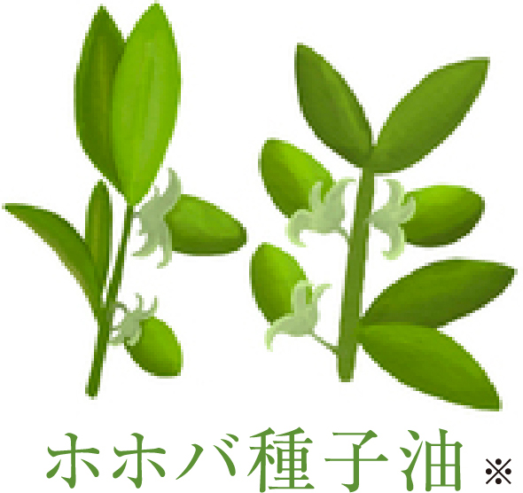 ホホバ種子油※
