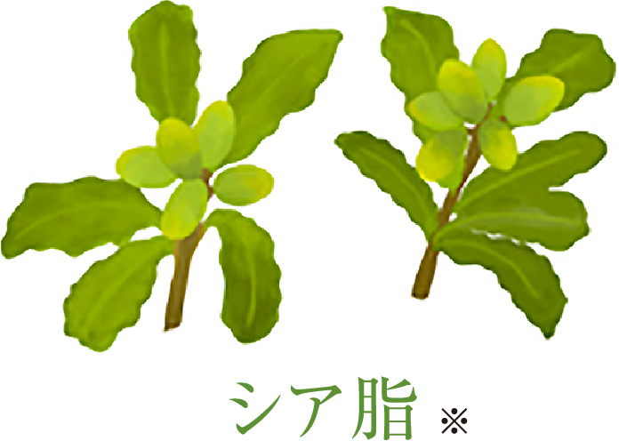 シア油※